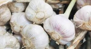 Garlic