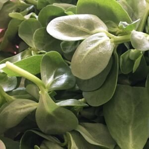 Watercress